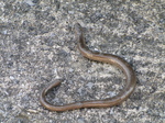 SX22826 Slowworm slightly worse for wear.jpg